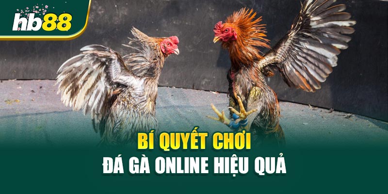 Bí quyết khi chơi Đá Gà Online hiệu quả