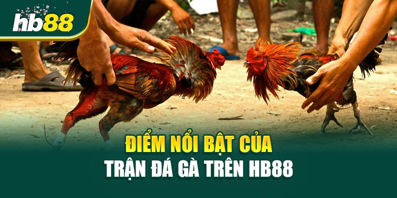 Điểm nổi bật của Trận Đá Gà trên HB88