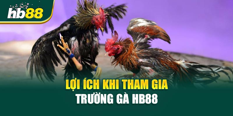 Lợi Ích Khi Tham Gia Trường Gà HB88