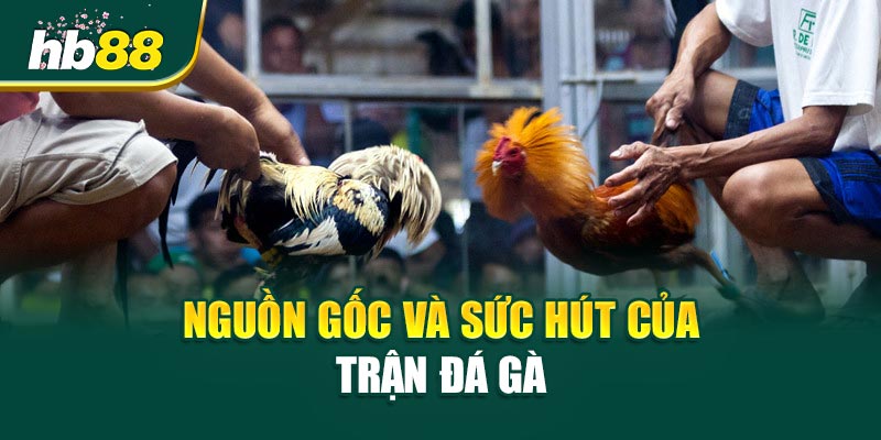Nguồn gốc và sức hút của Trận Đá Gà